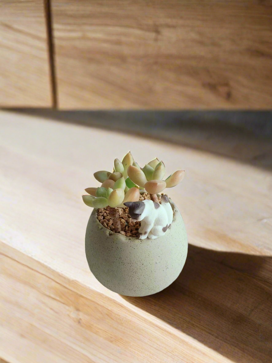 Succulent Egg Planter Green - Golden Sedum