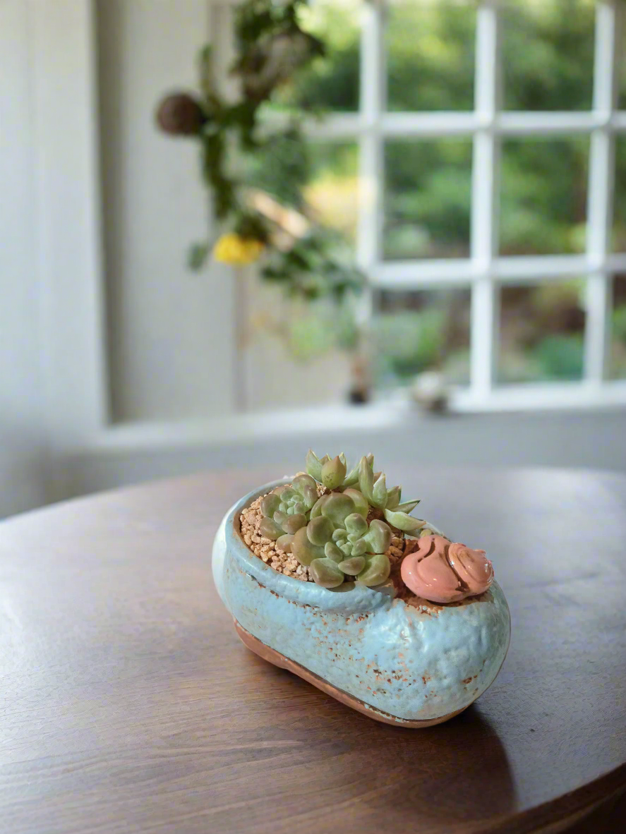 Succulent Mary Jane Charm Blue – Graptopetalum mendoza & Pachyveria pachyphytoides - SlowBloomGreens