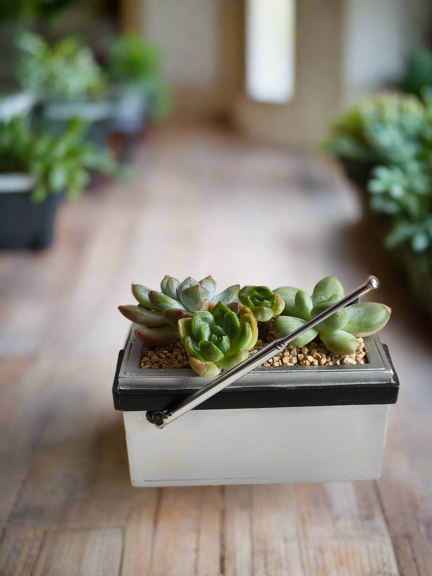 Succulent Retro Boombox – Pachyphytum Oviferum, Echeveria Bluebird & Echeveria Elegans 🎶✨