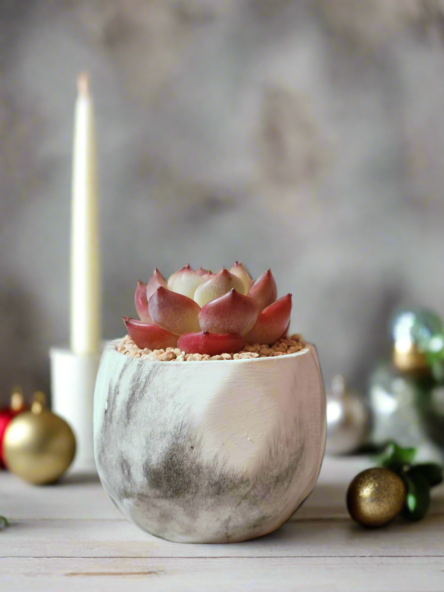 Succulent Classic Marble Ash Pot – Echeveria Strawberry Almond