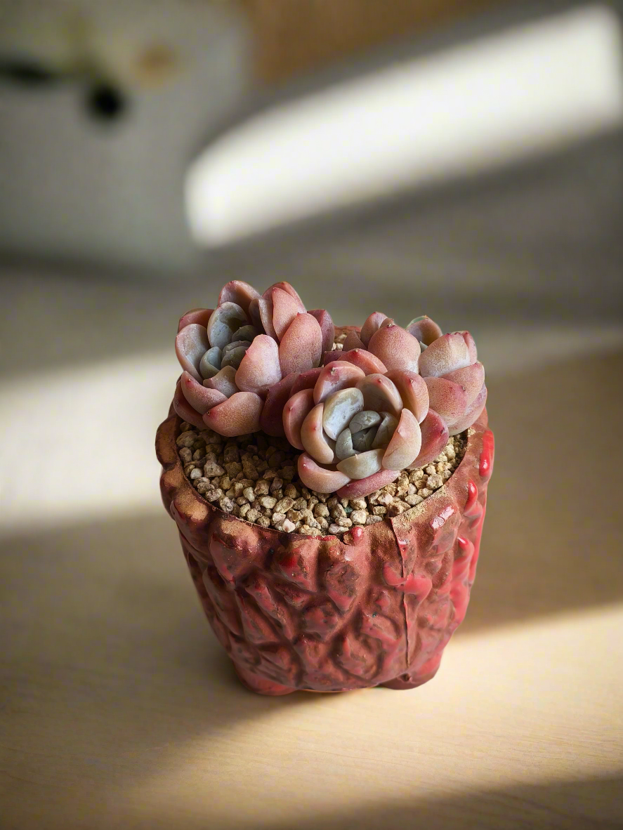 Succulent Rustica Ceramic Red – Echeveria hybrid