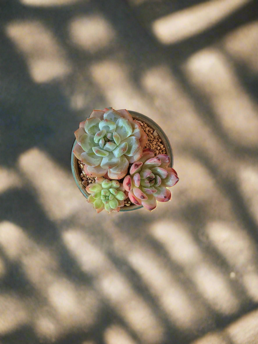 Succulent Moonlit Bloom Pot – Blue-Green with Echeveria Orange Monroe & Friends