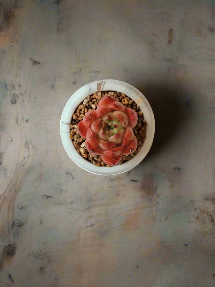 Succulent Mini Round Gold Pot – Echeveria Agavoides 'Romeo' - SlowBloomGreens