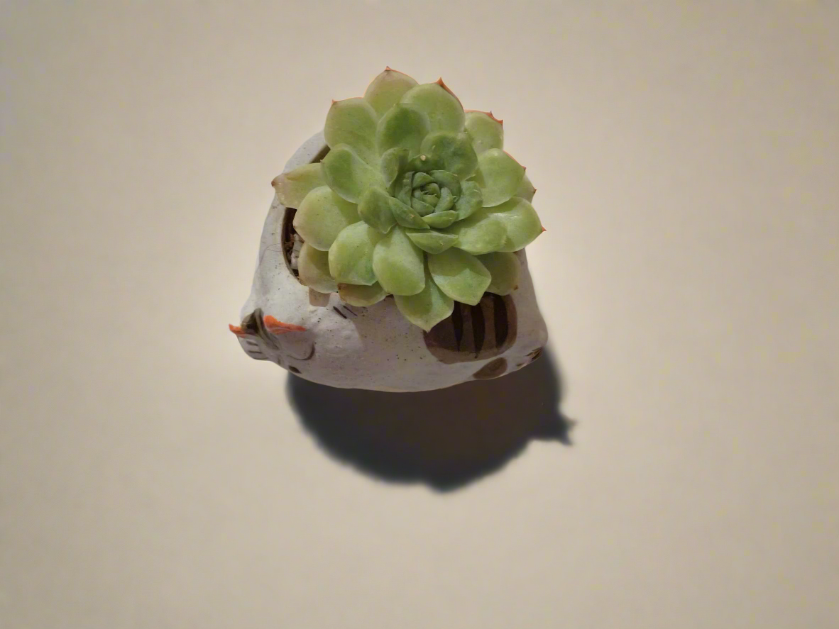 Close-up of Succulent Cat Pot with Echeveria 'Lime & Chilli'