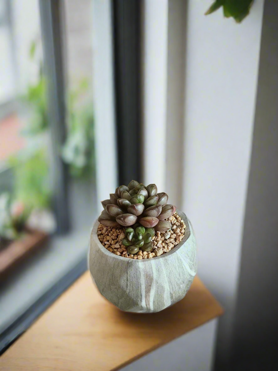 Echeveria-style rosettes of Graptoveria 'Amethorum' in Succulent Harmony Green Pot – Marble Pot.