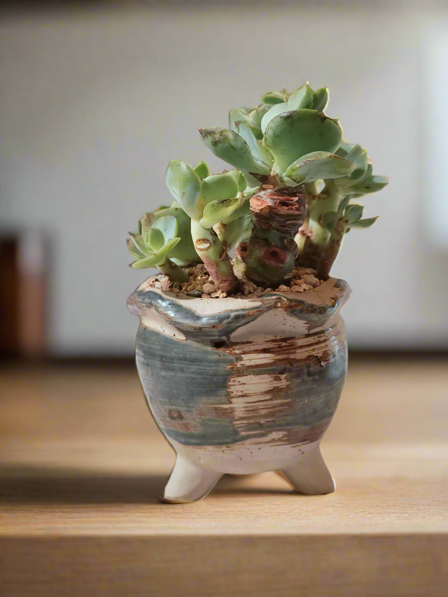 Succulent Rustica Pot- Echeveria Peach Pride - SlowBloomGreens