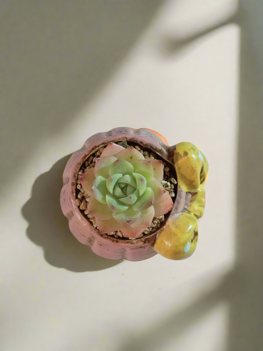 Succulent Ceramic Round Bow Pink – Echeveria Suryeon