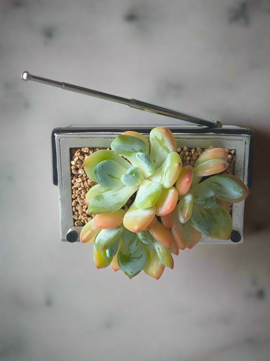 Succulent Retro Boombox – Echeveria Hybrid