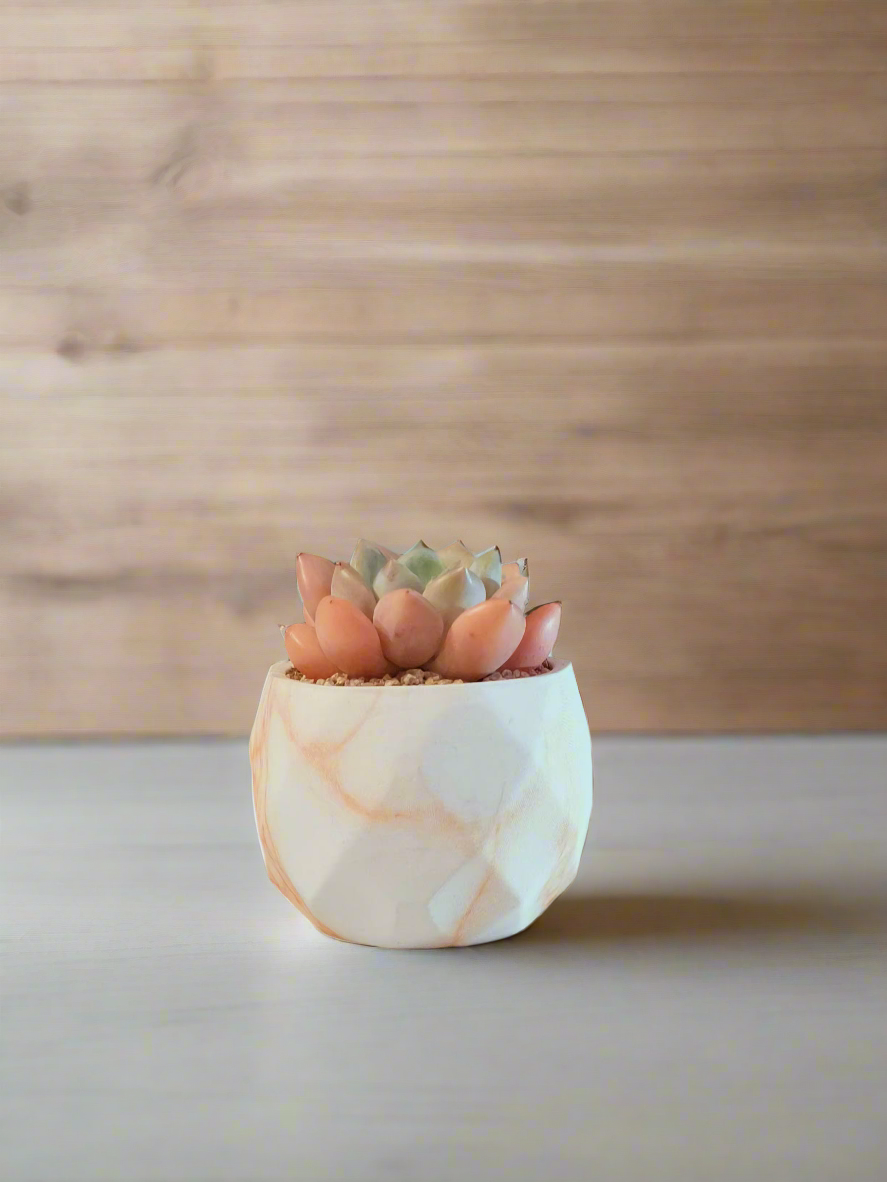 Succulent Classic Marble Orange Pot – Graptoveria White Dew