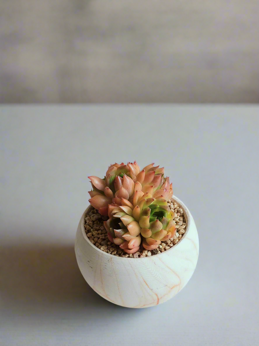 Triangular red-tipped leaves of the Succulent Elegant Round Orange Pot – Echeveria Agavoides.