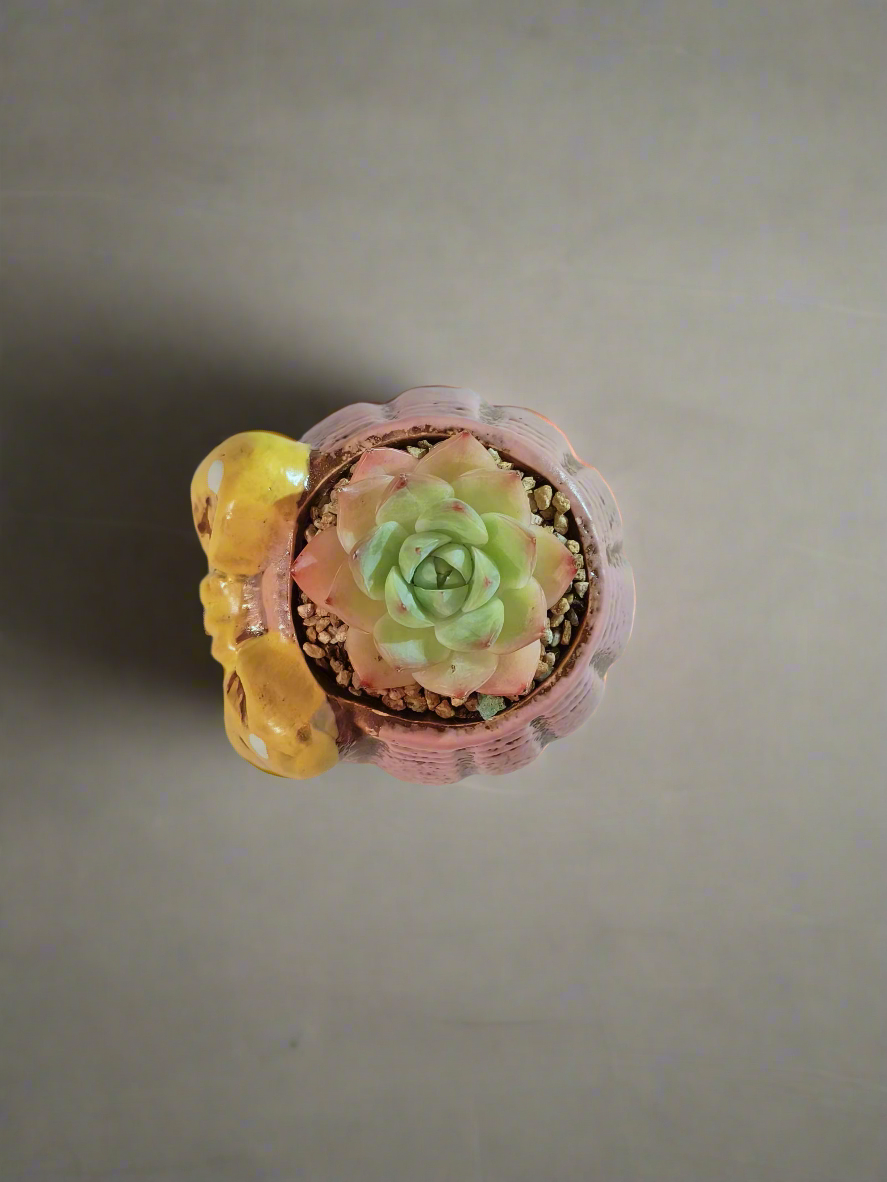 Succulent Ceramic Round Bow Pink – Echeveria Suryeon