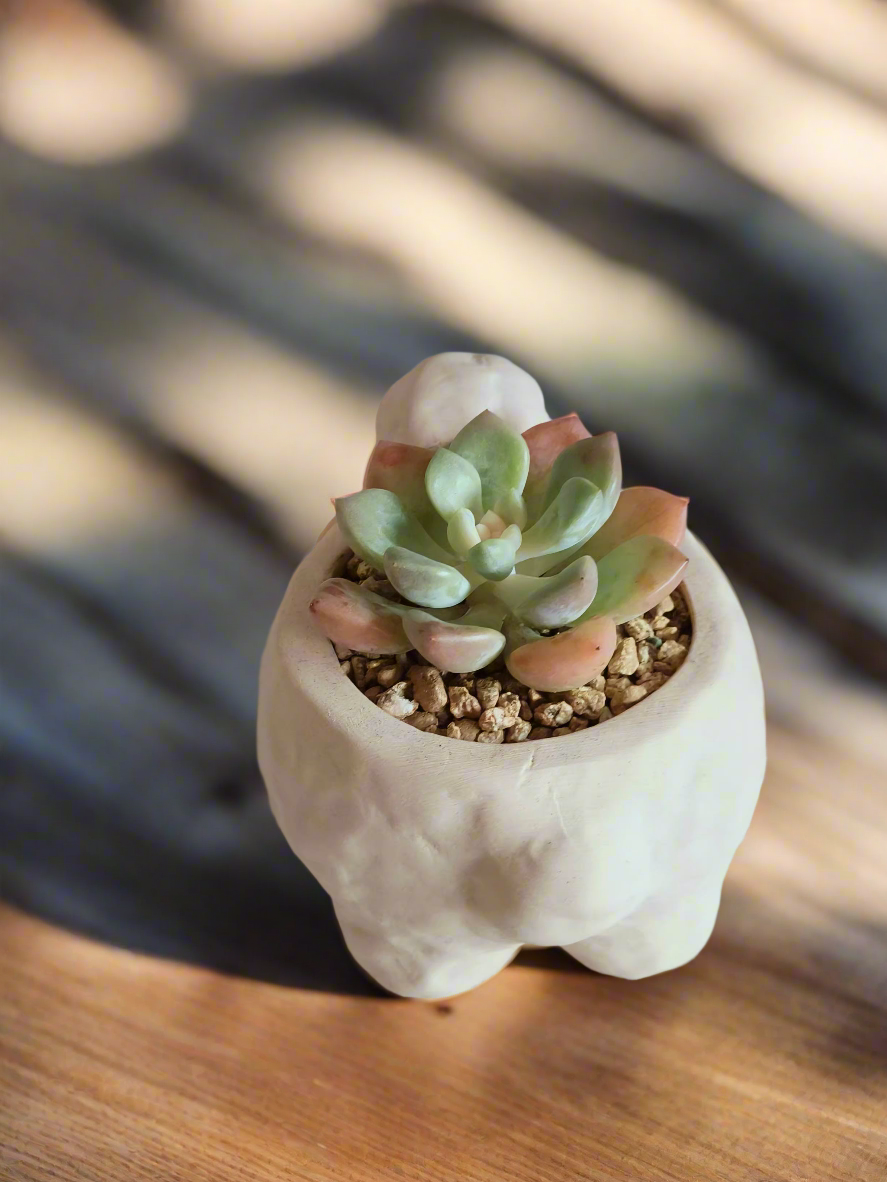 Unique sheep planter featuring soft rosettes of Echeveria Elegans