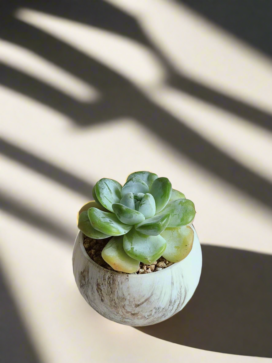 Close-up of Succulent Elegant Round Brown Pot with Echeveria