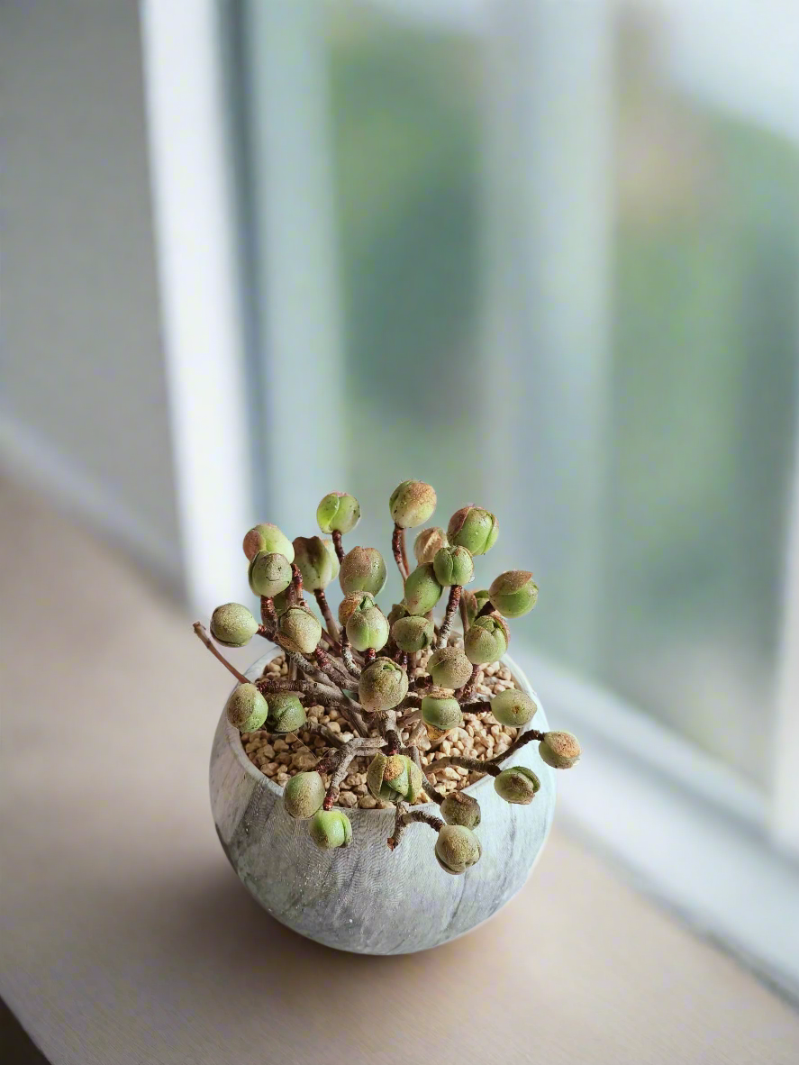 Succulent Elegant Round Grey - Aeonium 'Adodes'