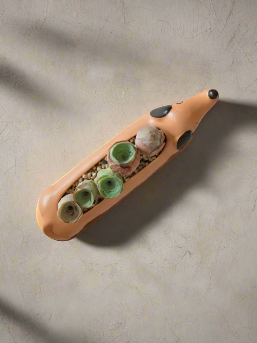 Succulent Daunchund - 5 Mountain Roses 'Greenovia' (Lilac & Green) - SlowBloomGreens