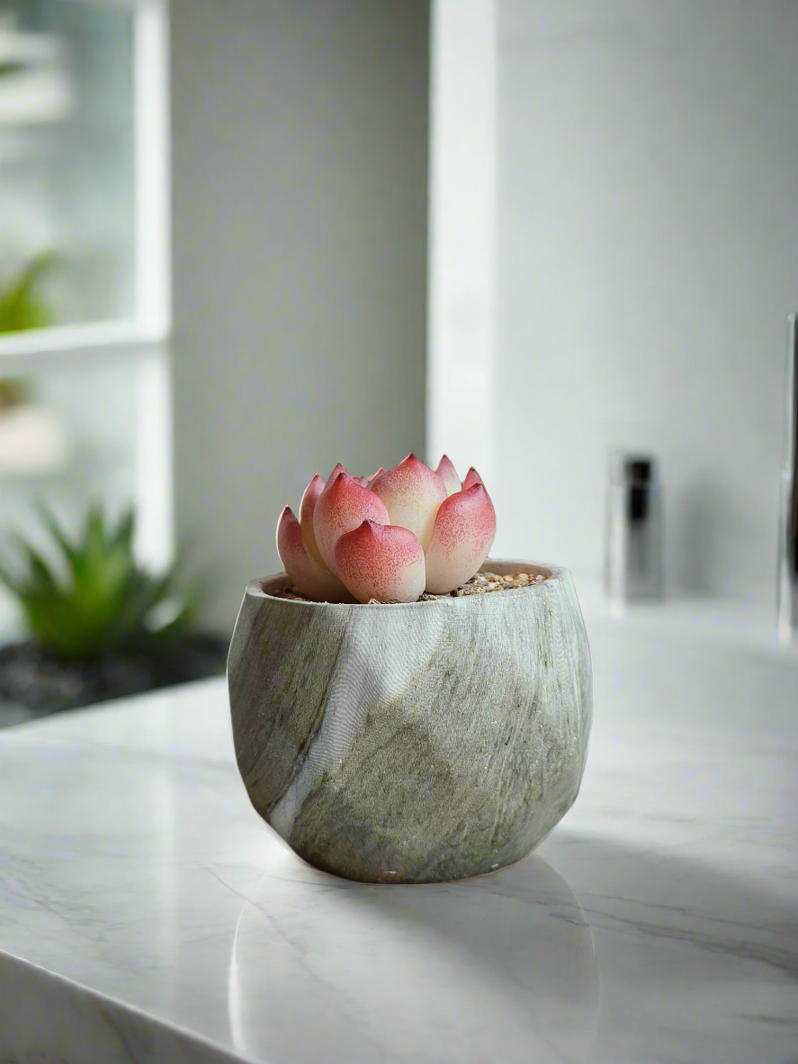 Stylish marble finish of the Succulent Harmony Green Pot holding Echeveria 'Orange Champagne'.