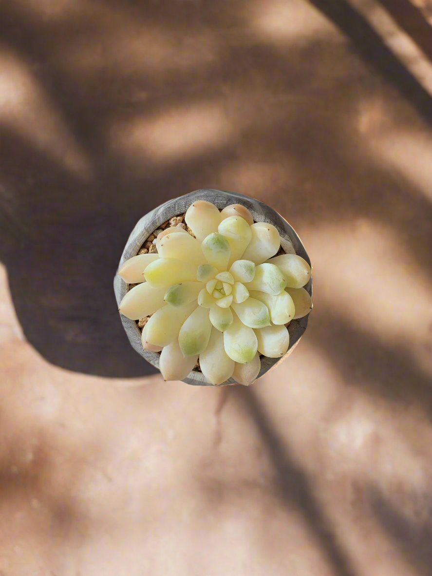 Stunning view of Succulent Harmony Grey Pot – Echeveria Elegans in Marble Pot on a table.