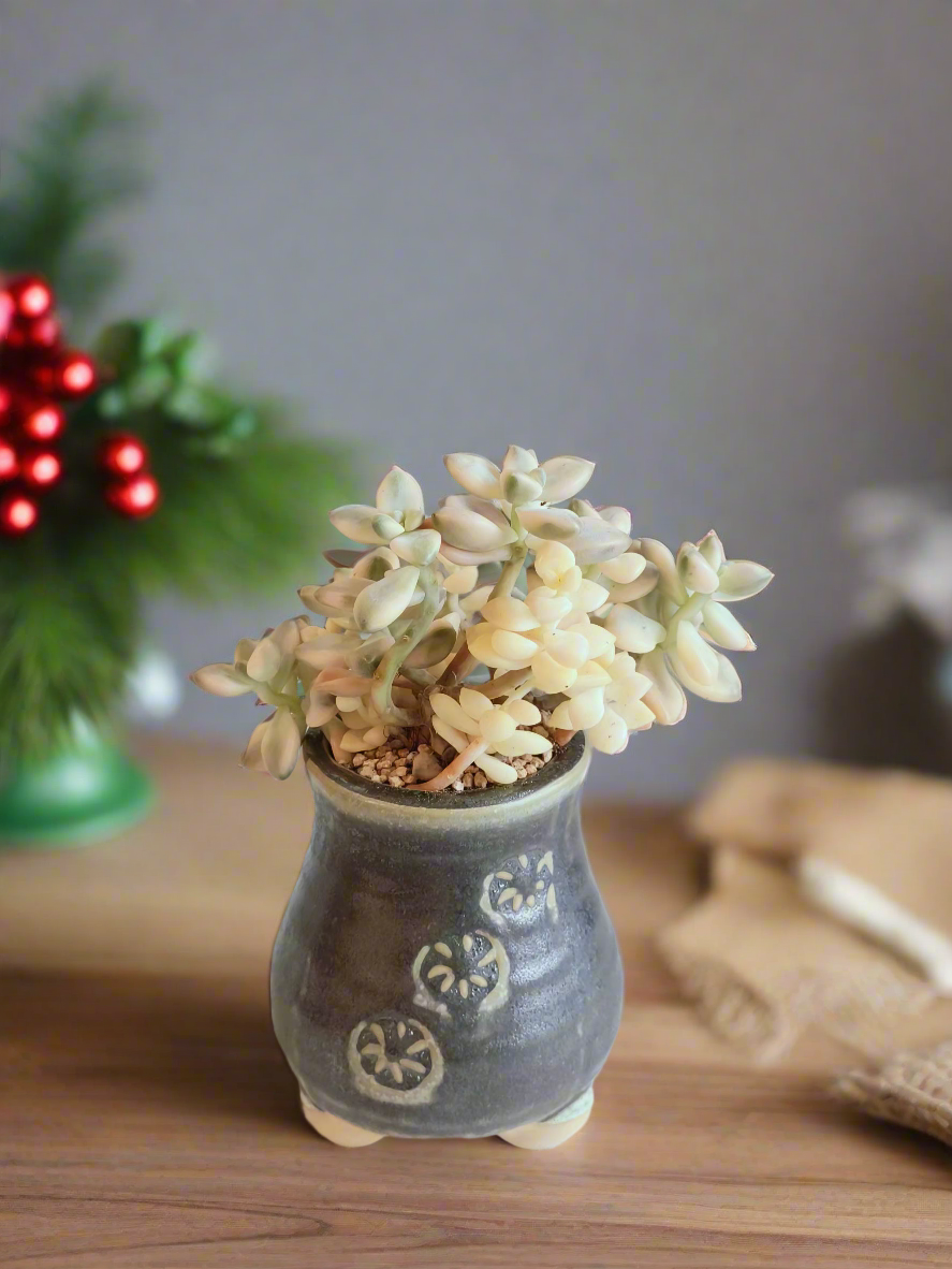 Succulent Rustic Pot Glow Grey - Graptoveria 'Titubans' - SlowBloomGreens