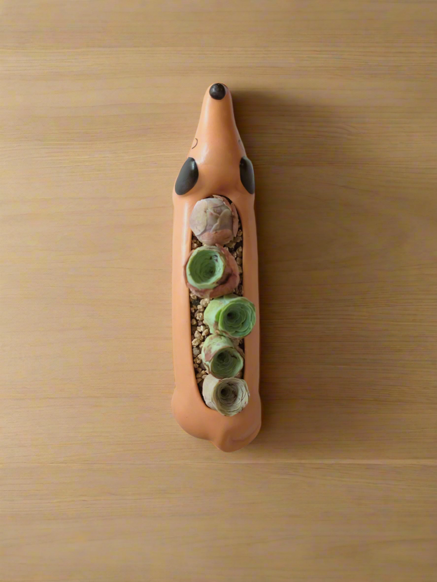 Succulent Daunchund - 5 Mountain Roses 'Greenovia' (Lilac & Green) - SlowBloomGreens