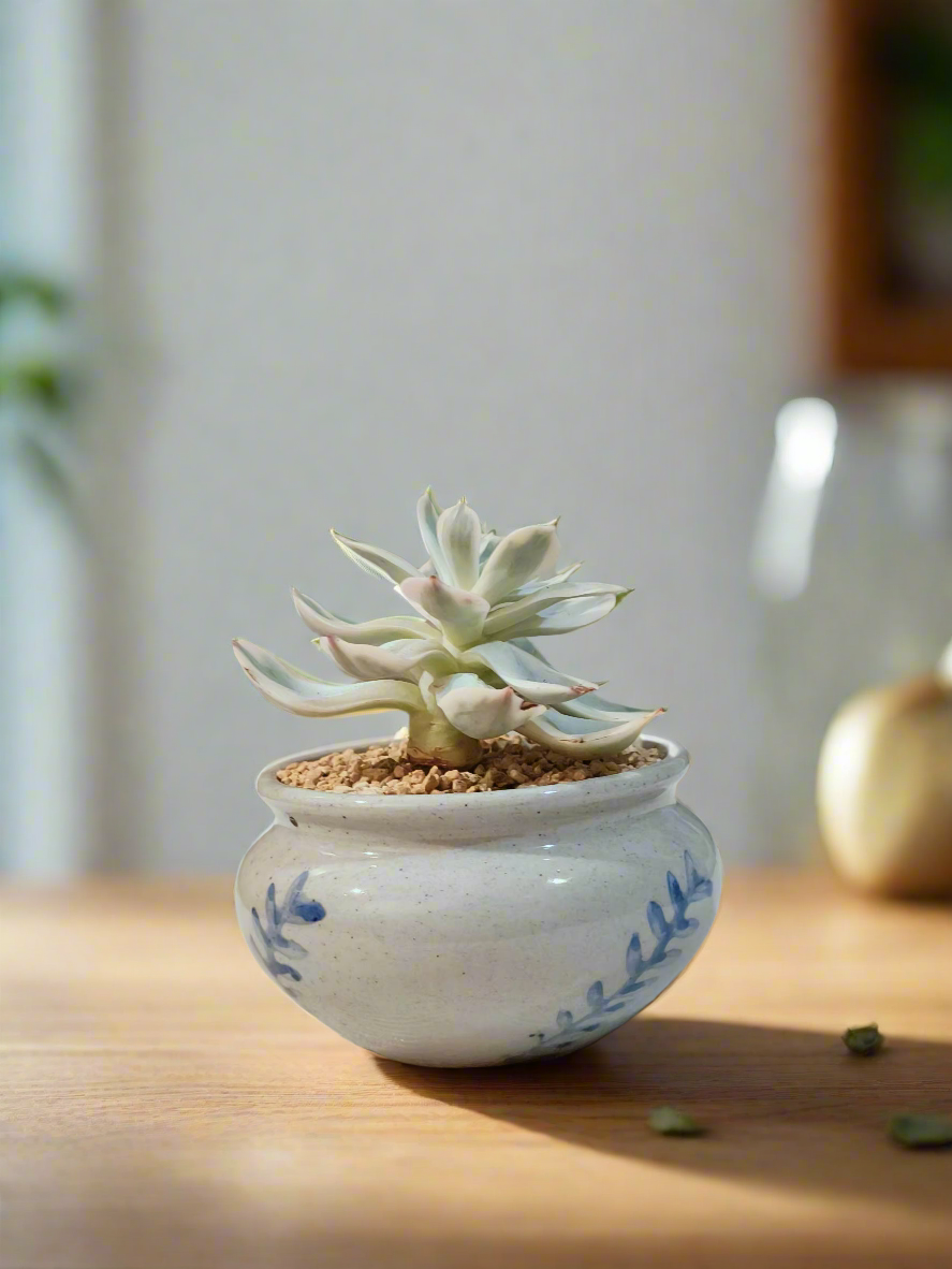 Succulent Azure Grace Pot – Echeveria Compton Carousel