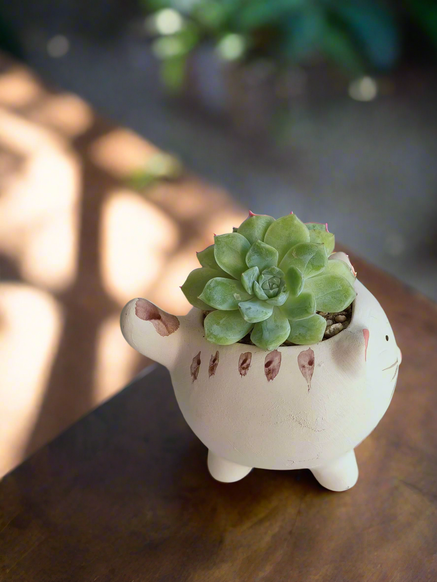 Succulent Cat Pot - Double-headed Echeveria Cat's Claw