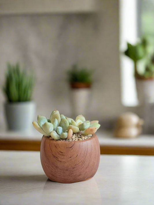 Succulent Mini Round 'Wood' – Graptopetalum mendoza