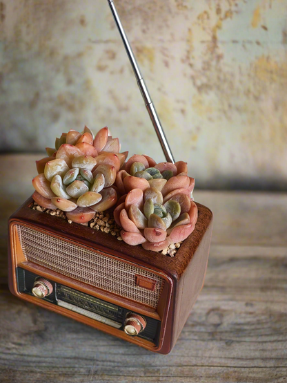 Succulent Retro Radio – Echeveria 'Pink Ariel Crest' & Echeveria Hybrid
 🎵📻🌿
