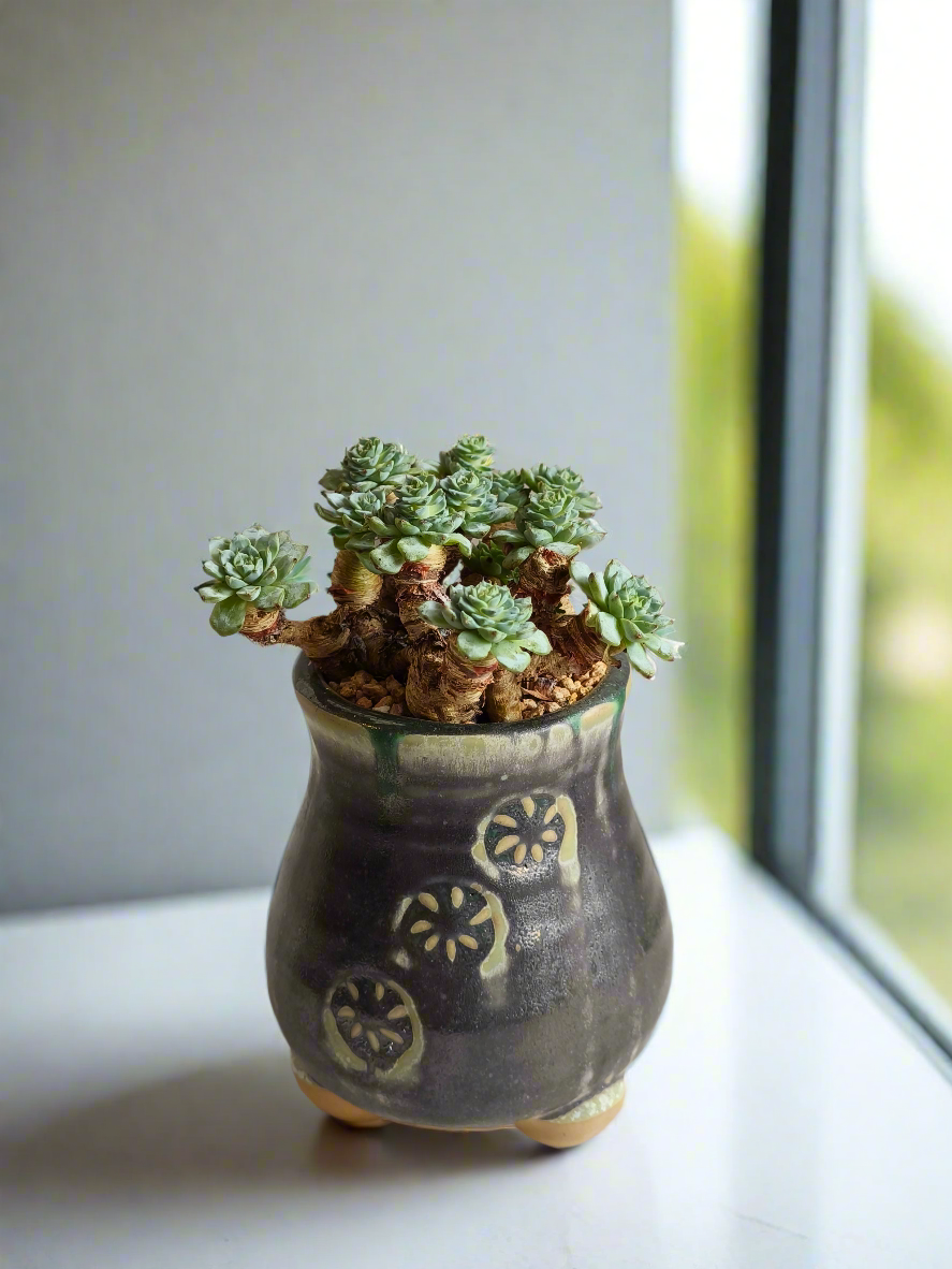 Succulent Rustic Pot Glow Grey – Echeveria Minima