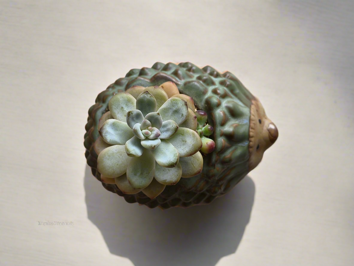 Succulent Hedgehog Pot - Pachyphytum