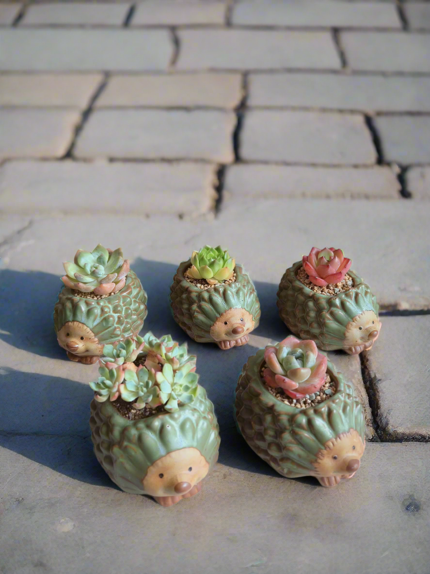 Succulent Hedgehog Pot - Echeveria Elegans - SlowBloomGreens