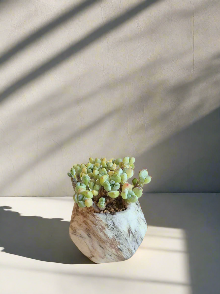 Succulent Mini Octagon Brown - Sedum Treleasei 'Stonecrop' - SlowBloomGreens