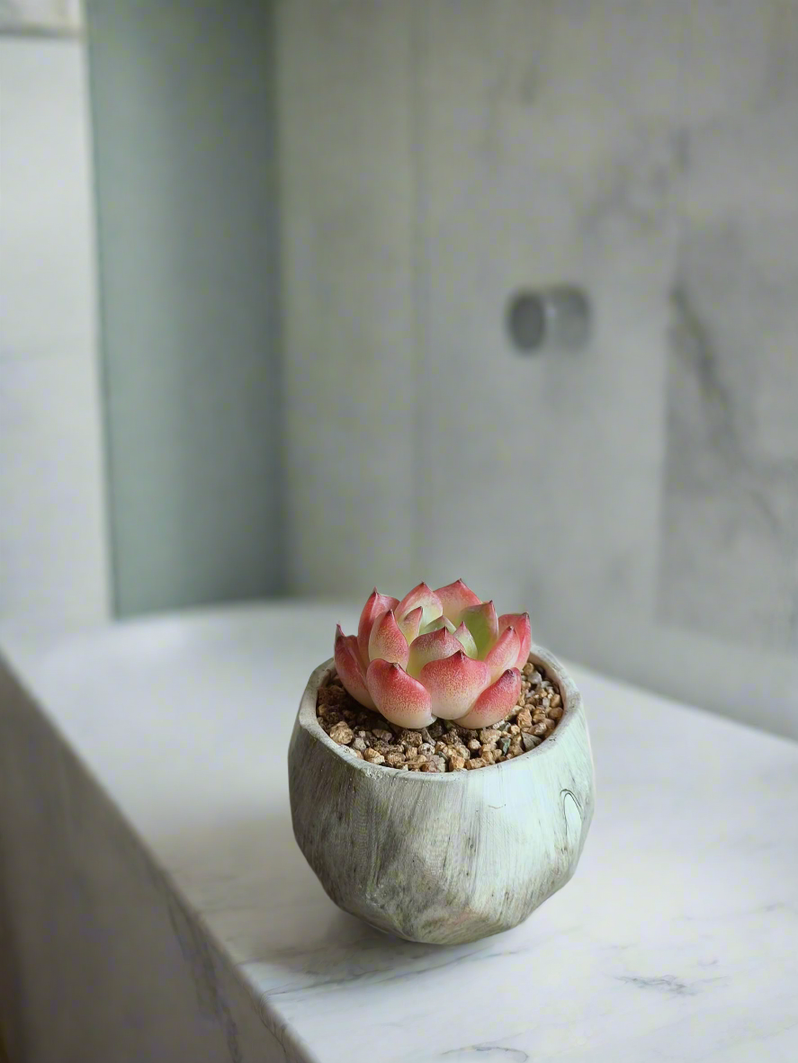 Stylish arrangement of the Succulent Harmony Green Pot enhancing a modern interior.