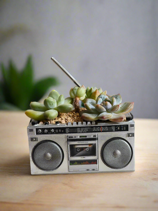 Succulent Retro Boombox – Pachyphytum Oviferum, Echeveria Bluebird & Echeveria Elegans 🎶✨