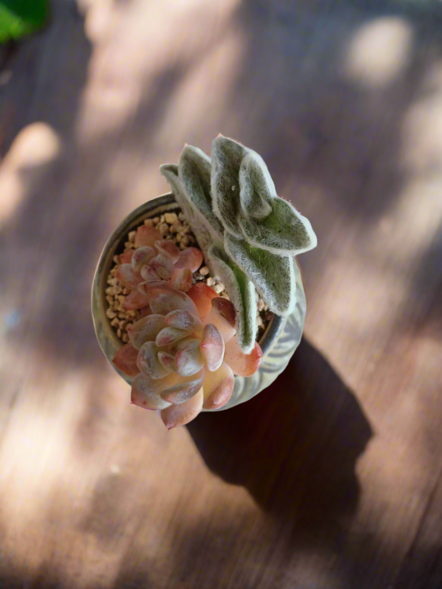 Succulent Rustic Pot Ash  – White Velvet & Echeveria Spica - SlowBloomGreens