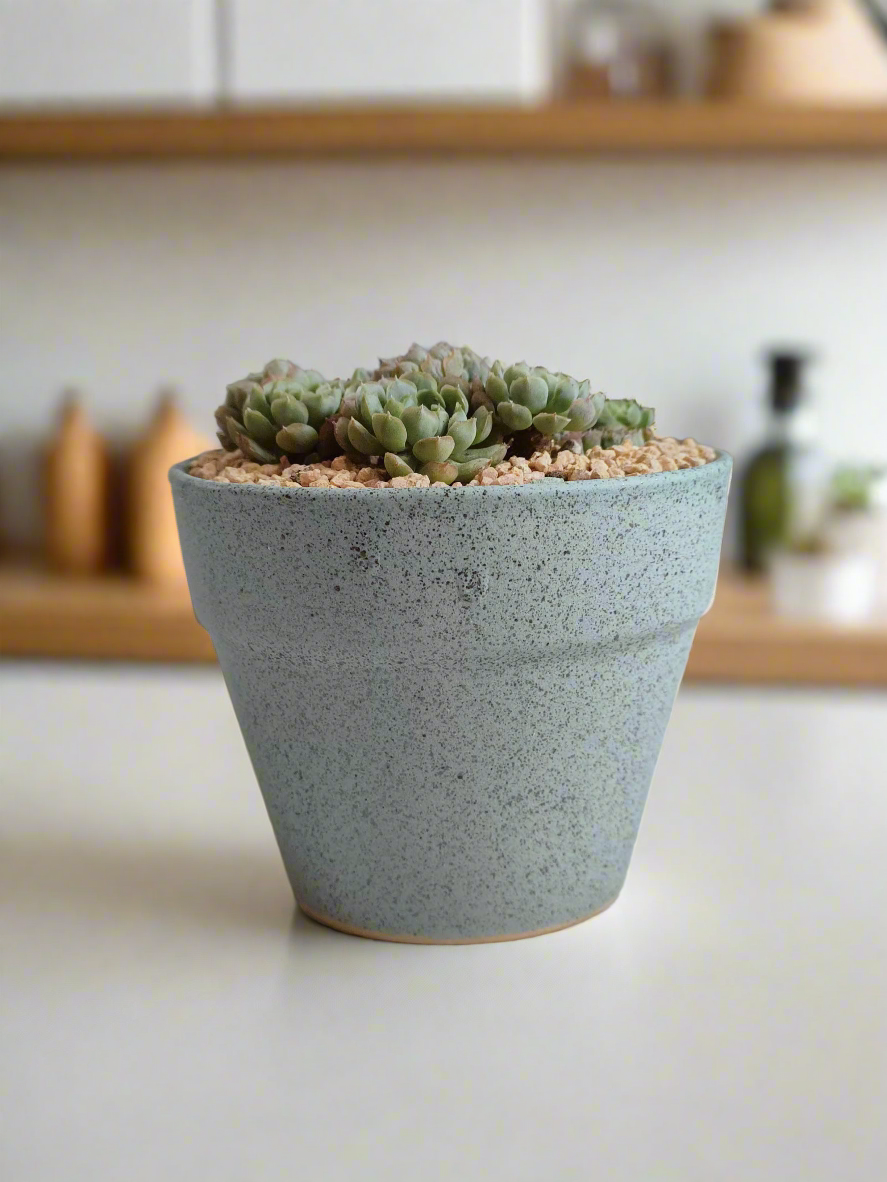 Succulent Speckled Terracotta Pot Blue - Miniature Echeveria