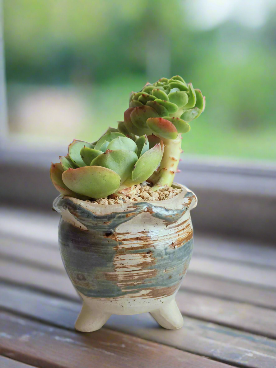 Succulent Rustica Pot- Echeveria Peach Pride