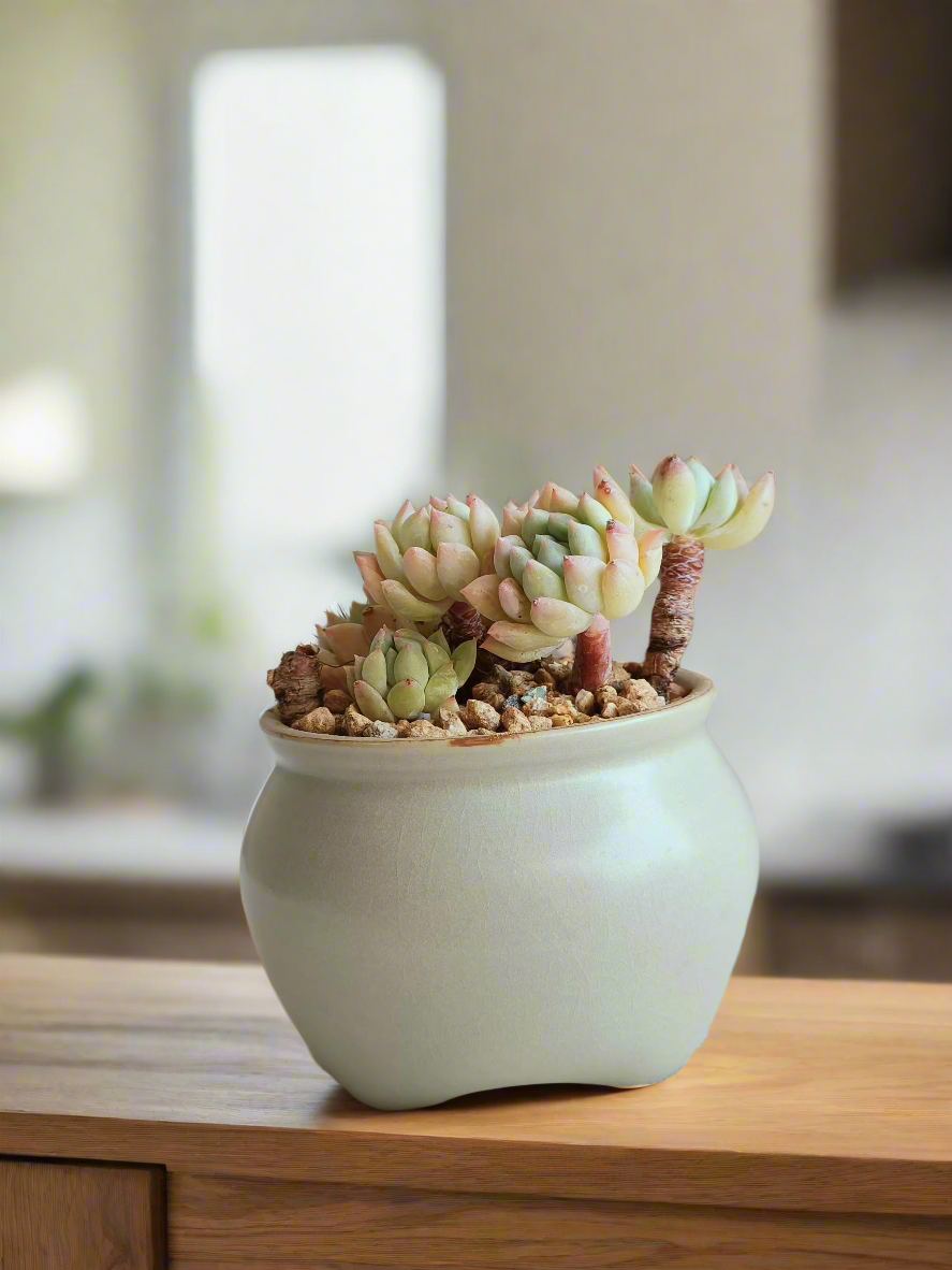 Rosy-hued Sedum treleasei in natural ceramic pot