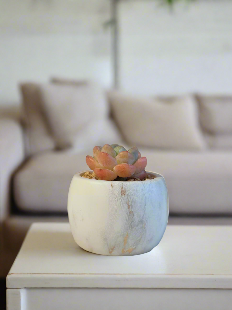 Succulent Mini Round Gold Pot on a bright table, enhancing the room's aesthetic.