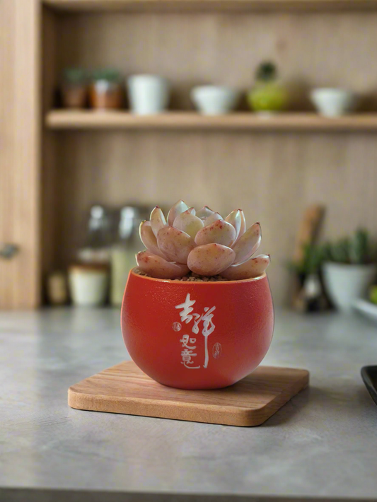 Succulent Auspicious Grace Pot - Echeveria Mont Blanc