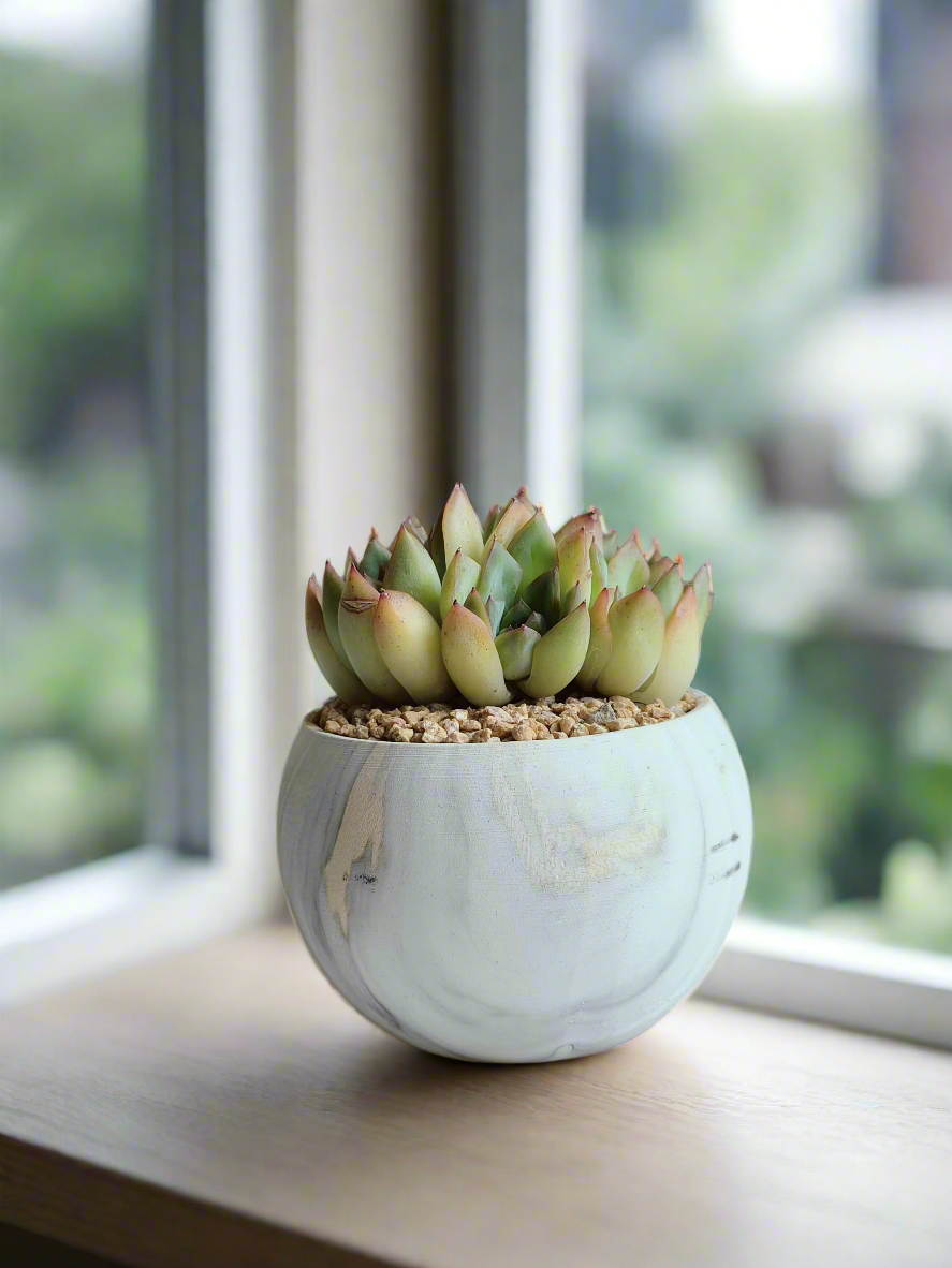 Luxurious design of the Succulent Elegant Round Gold Pot – Echeveria Mexican Ball.