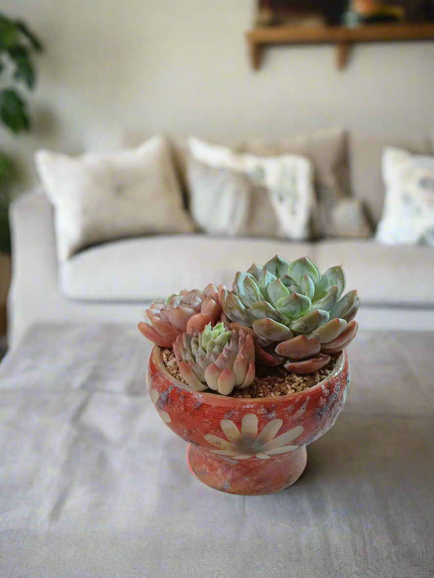 Succulent Moonlit Bloom Pot – Mottled Red with Echeveria Orange Monroe & Friends