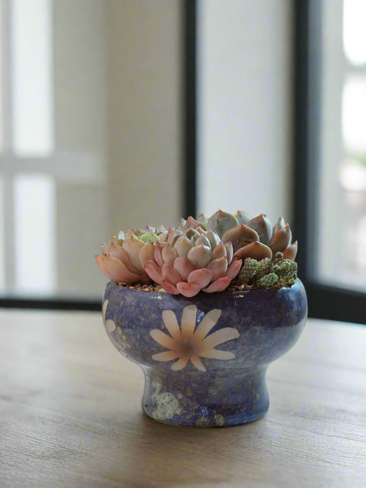 Succulent Moonlit Bloom Pot – Ocean Blue with Echeveria Orange Monroe & Friends