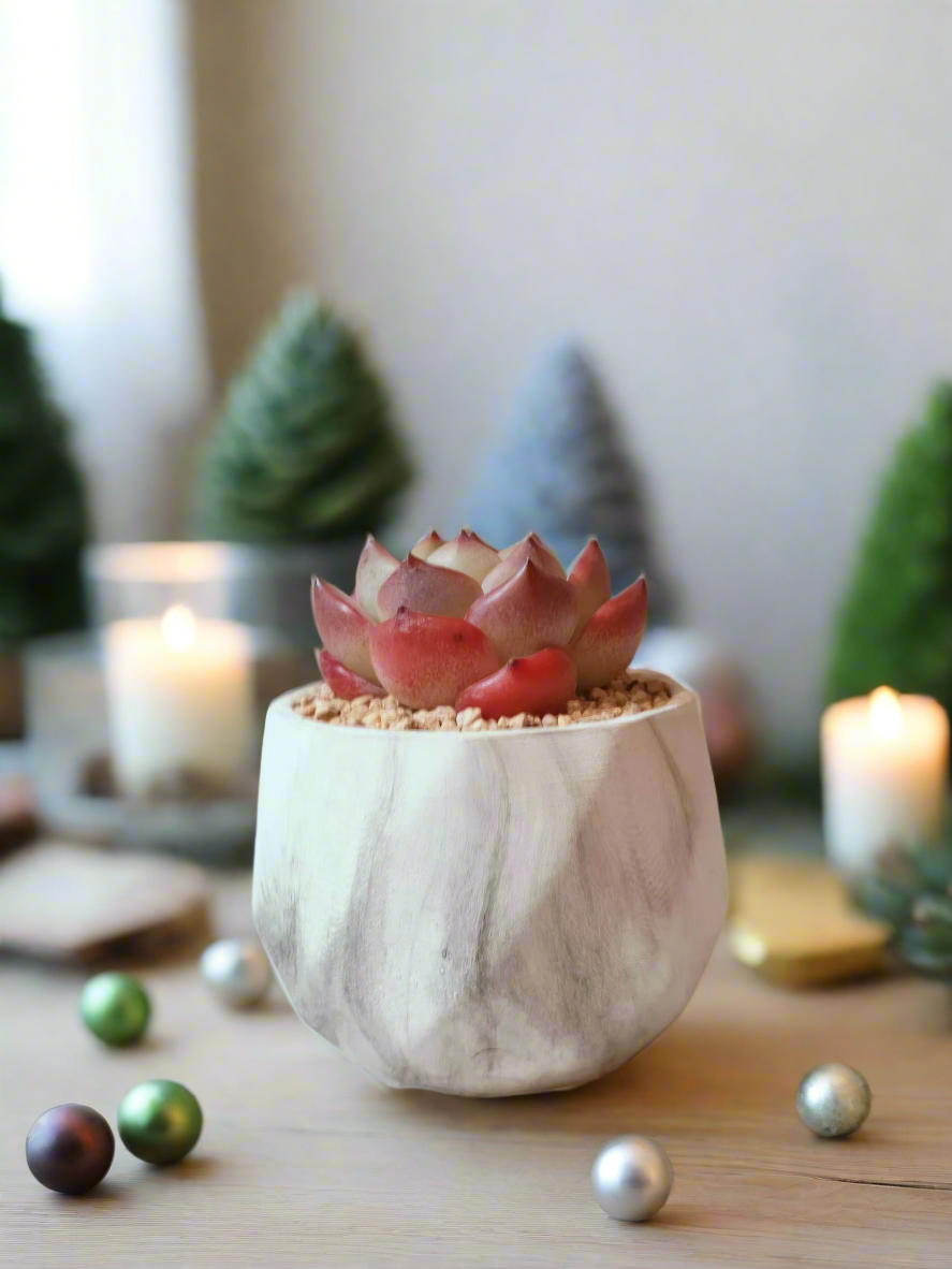 Succulent Classic Marble Ash Pot – Echeveria Strawberry Almond