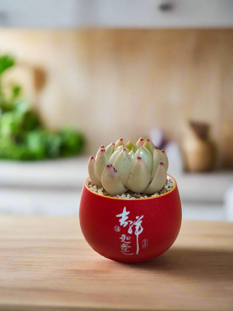 Succulent Auspicious Grace Pot - Echeveria Agavoides 'Lipstick' - SlowBloomGreens