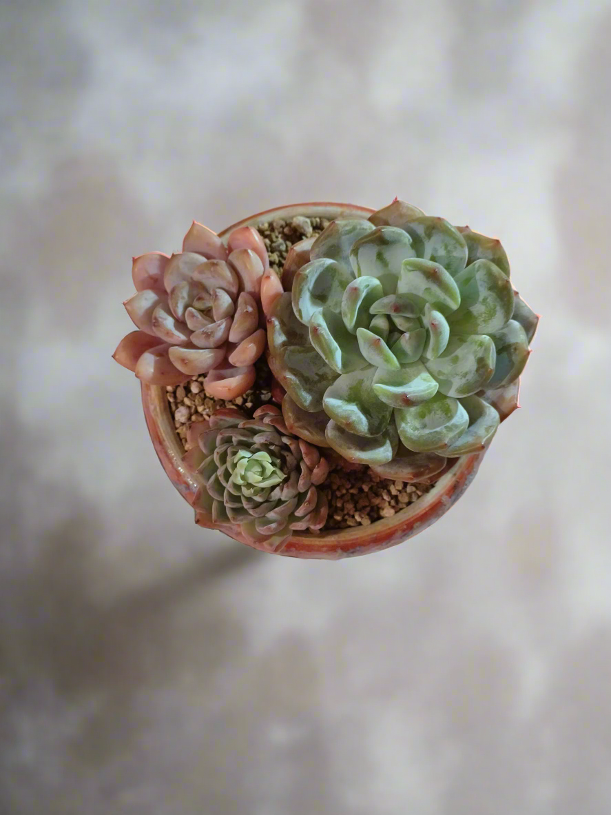 Succulent Moonlit Bloom Pot – Mottled Red with Echeveria Orange Monroe & Friends