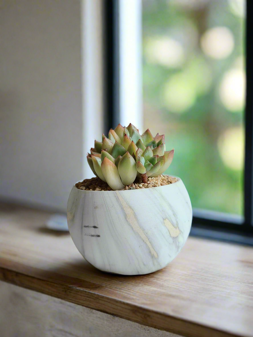 Elegant round gold pot with the Echeveria Mexican Ball.