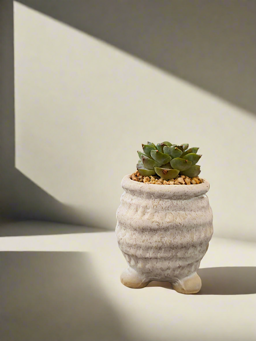 Succulent Tiny Footed Planter - Echeveria 'Red Velvet' - SlowBloomGreens