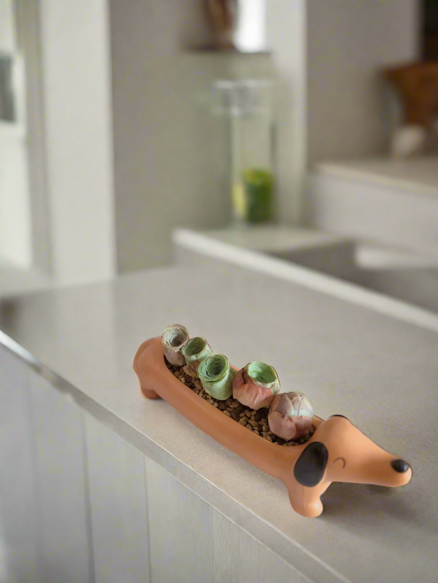 Succulent Daunchund - 5 Mountain Roses 'Greenovia' (Lilac & Green) - SlowBloomGreens