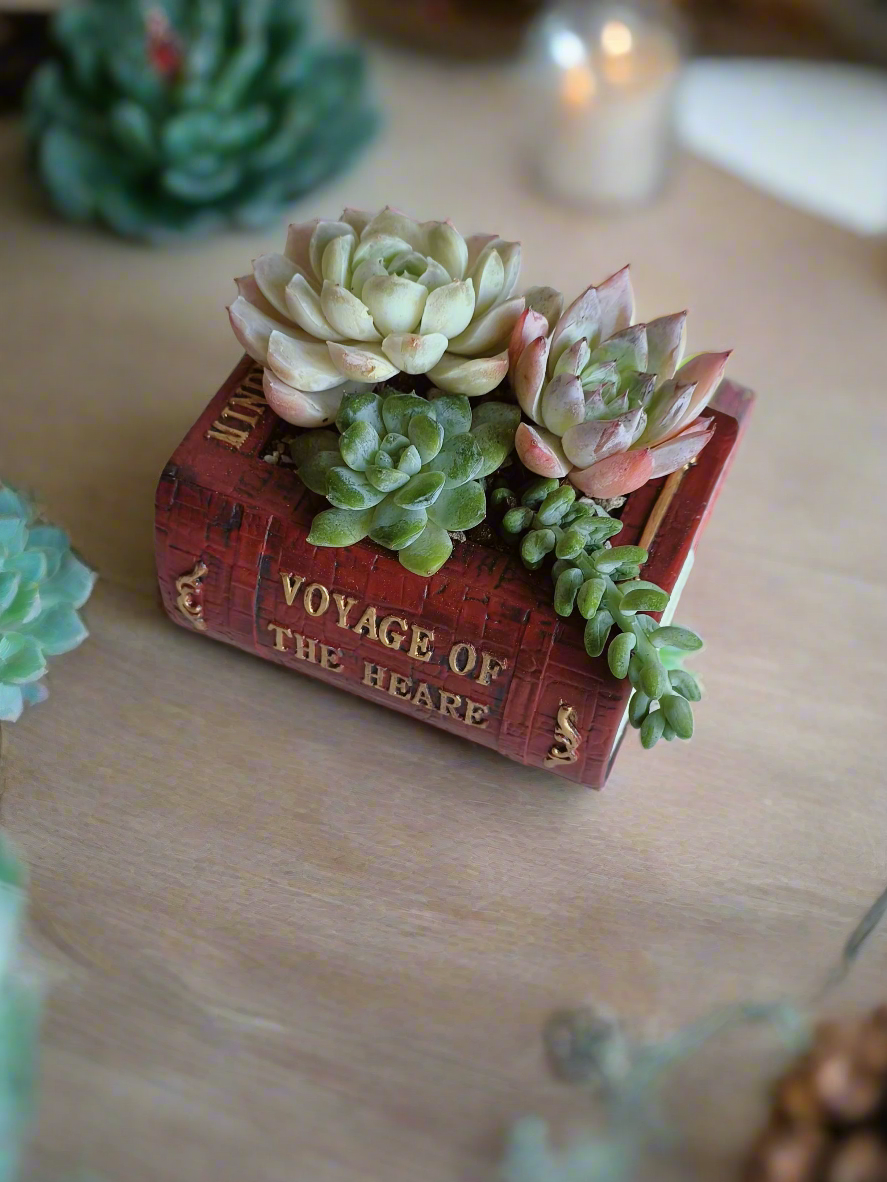 Succulent Book Nook – Assorted Succulents