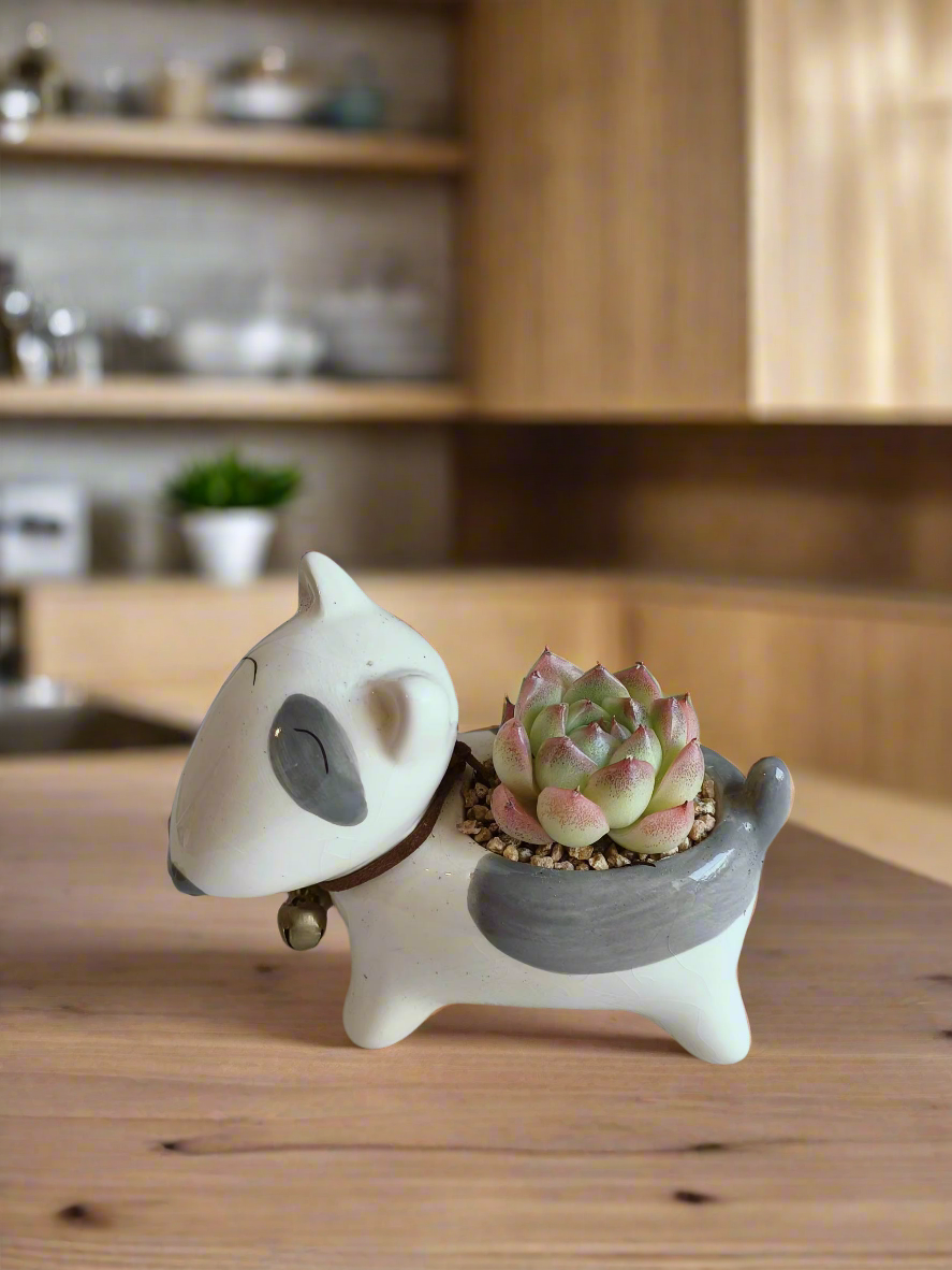 suryeon succulent Succulent Puppy Bull Terrier Planter
